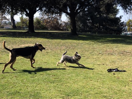 Cadman Leash-Free Dog Area photo 2
